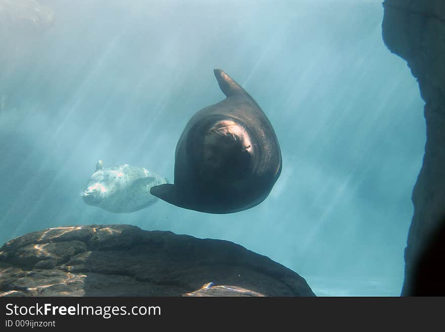 Sea lions swimming