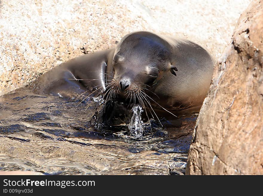 Scratching sea lion