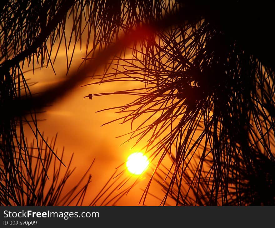 Photo of the sun during sunrise, taken through tree branches. Photo of the sun during sunrise, taken through tree branches