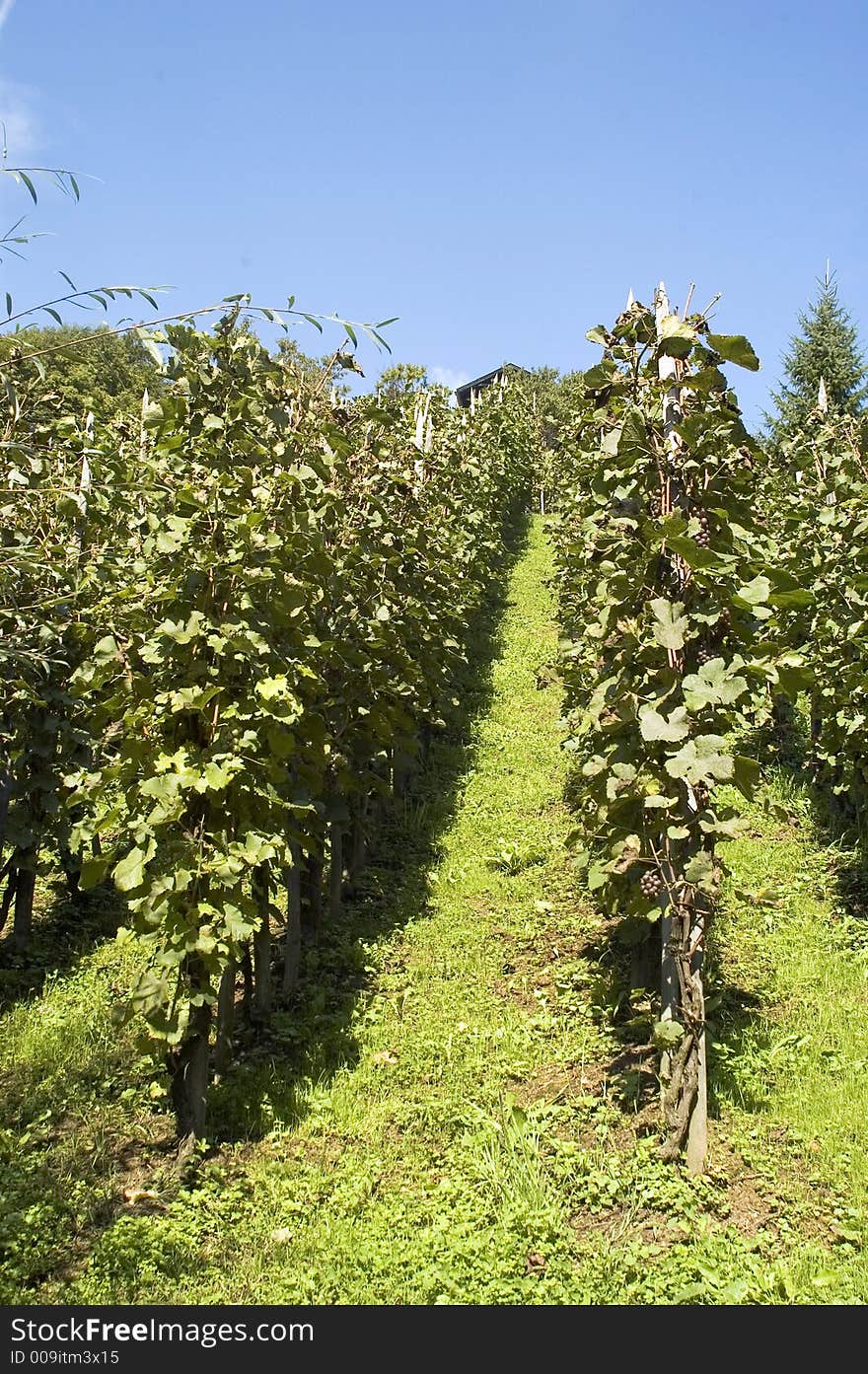 Green summer vineyard in the beauty hills