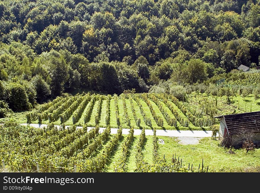 Aerial view of small green vineyard on the hill