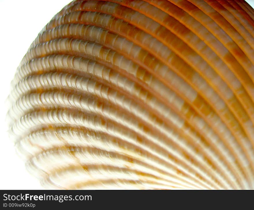 Sea Shell on a light table.