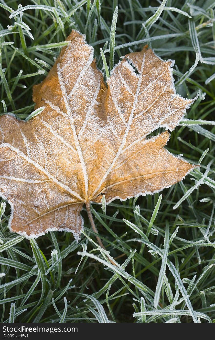 Frosty Leaf on a frosty lawn. Frosty Leaf on a frosty lawn