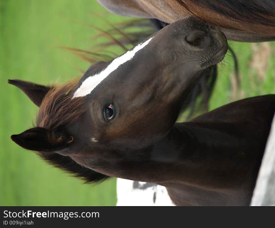 Portrait of a horse grazing on a farm. Portrait of a horse grazing on a farm