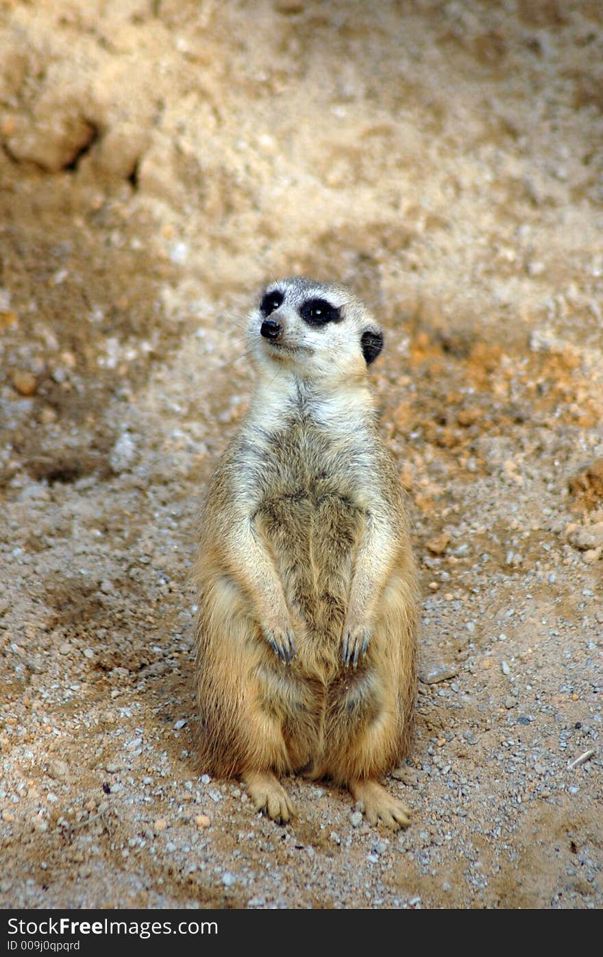 Meerkat in habitat-like setting at Tampa's Lowry Park Zoo