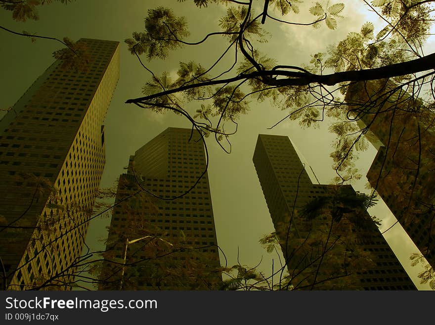 Tree in concrete forest