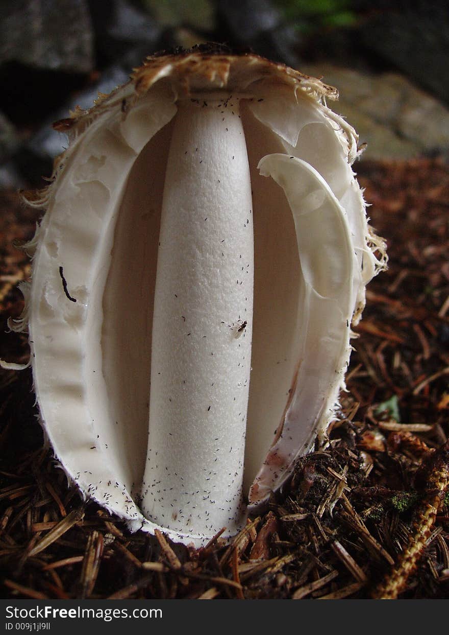 Shaggy mane mushroom cut in half to expose stalk