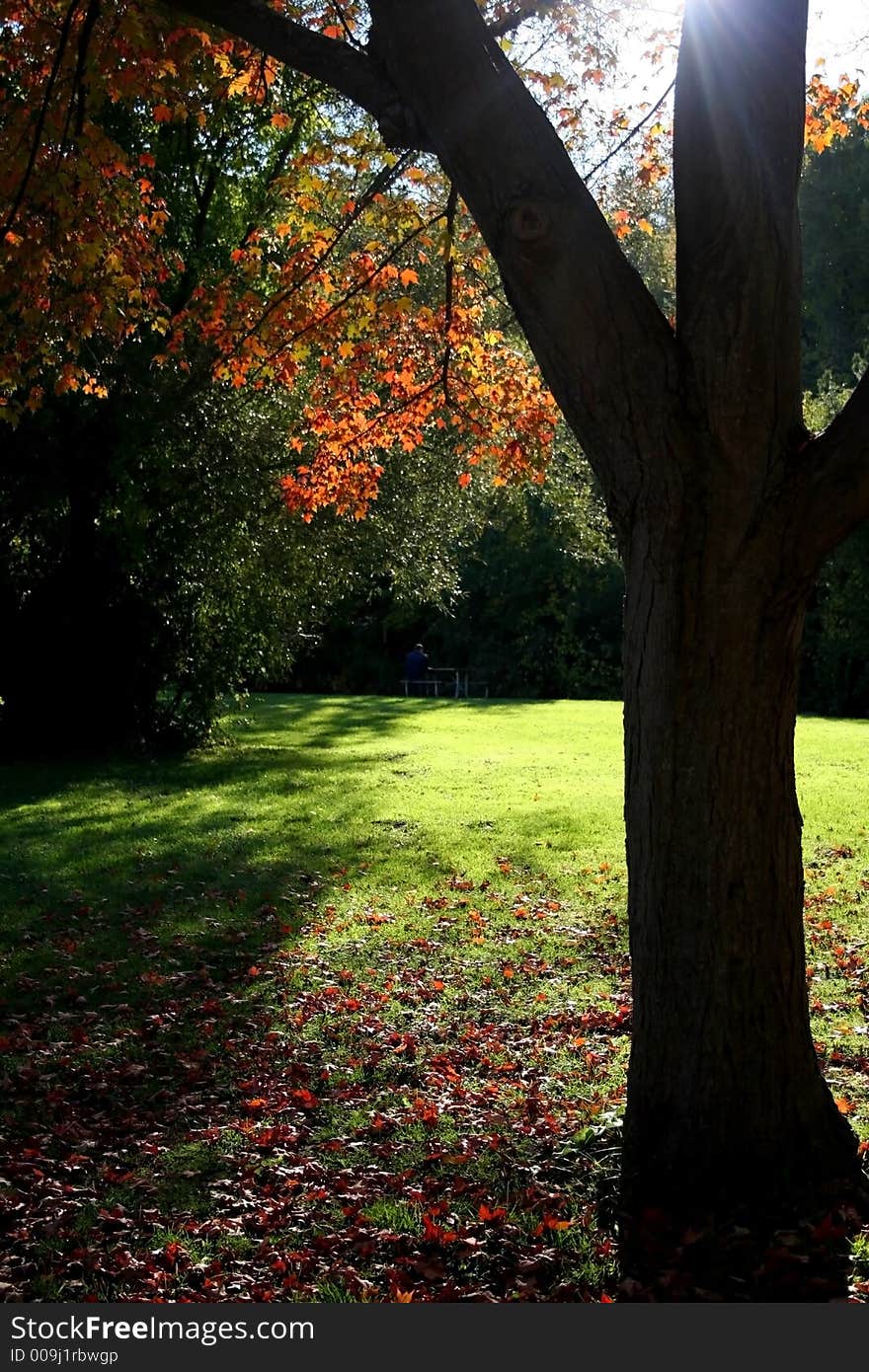 Man sitting lonely under tree in deep thinking. Man sitting lonely under tree in deep thinking