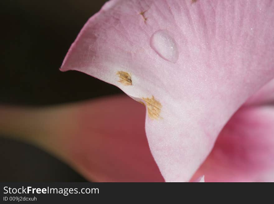 Dew drop on bruised flower