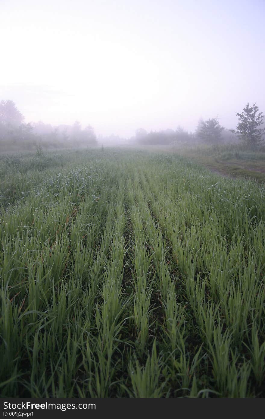 Rice fields