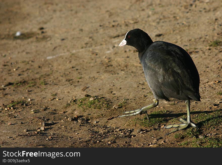 Bird on a beach