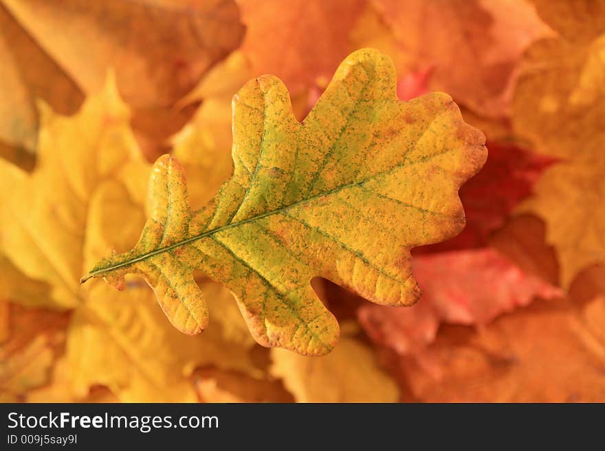 Colorful autumn leaves - background close up