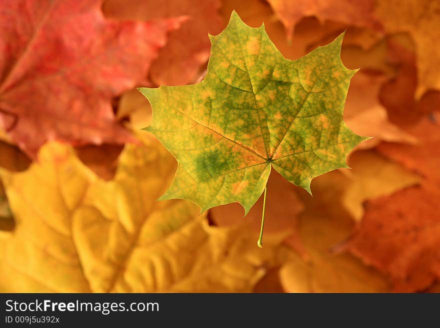 Colorful autumn leaves - background close up