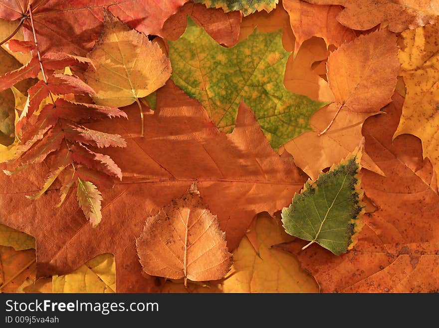 Colorful autumn leaves - background close up