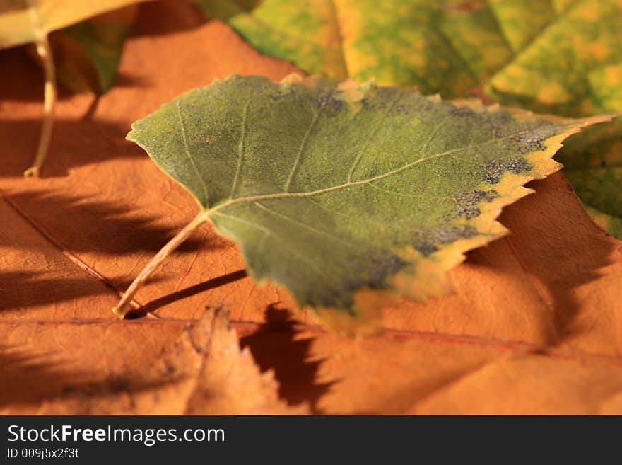 Colorful autumn leaves - background close up