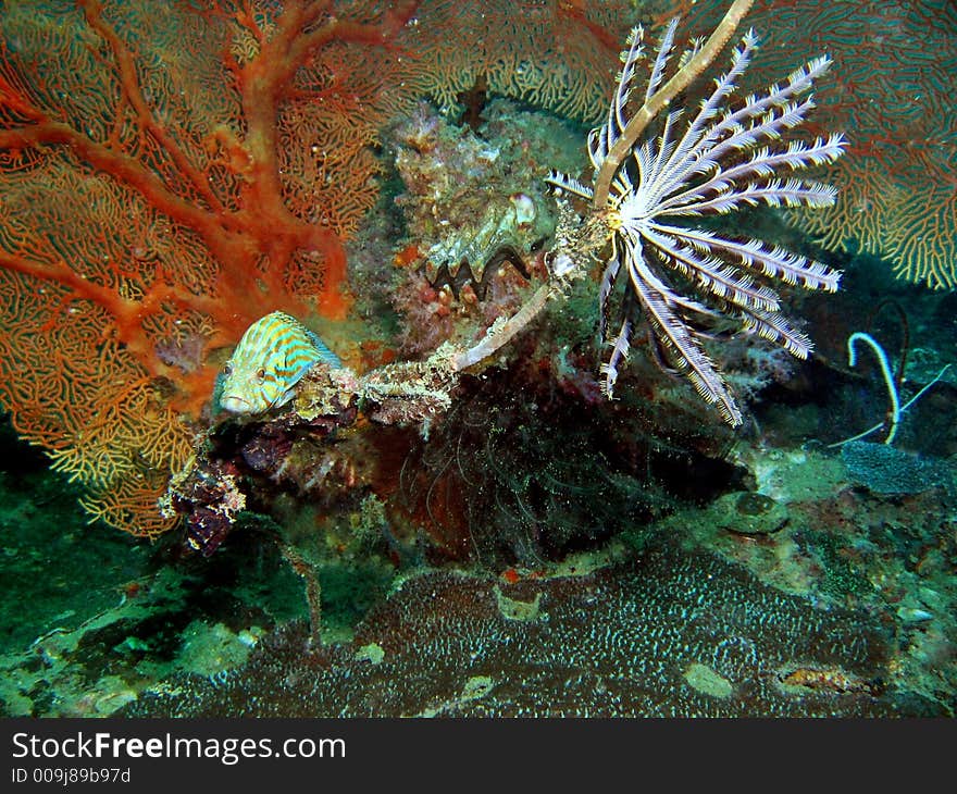 Huge gorgonian sea fan that provides refuge to marine lives such as this grouper. Huge gorgonian sea fan that provides refuge to marine lives such as this grouper.