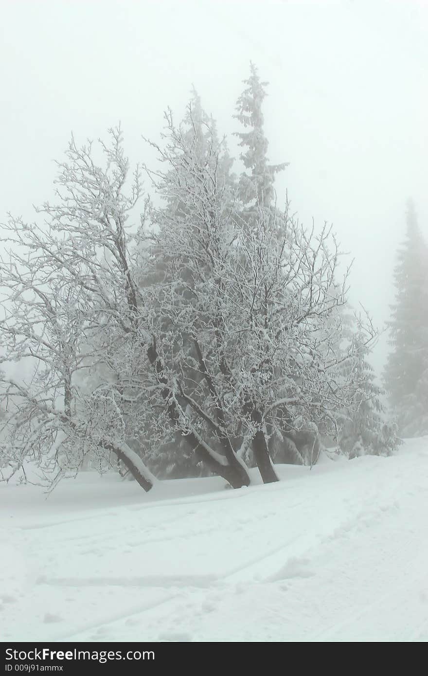 Ski, sky, slope, snow, spruce, tree, trees, white, winter