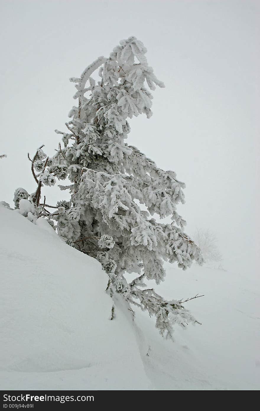 Ski, sky, slope, snow, spruce, tree, trees, white, winter