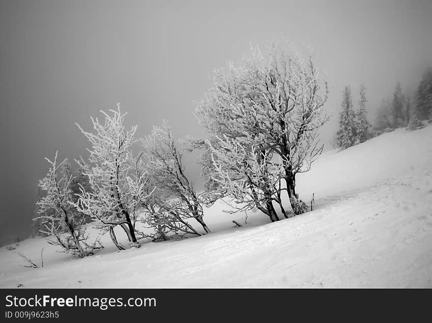 Ski, sky, slope, snow, spruce, tree, trees, white, winter