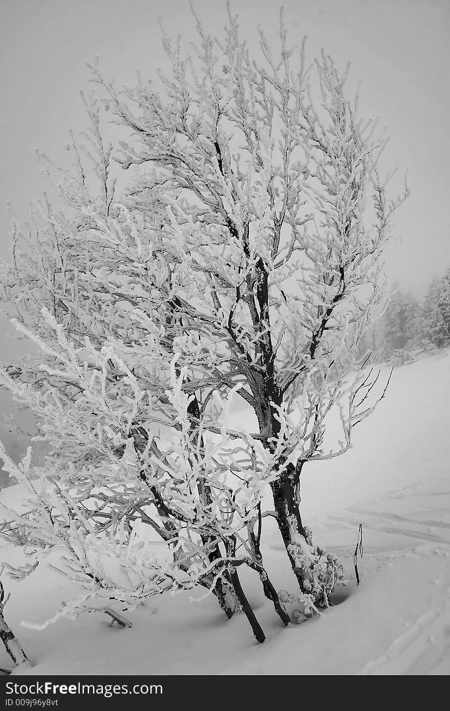 Ski, sky, slope, snow, spruce, tree, trees, white, winter