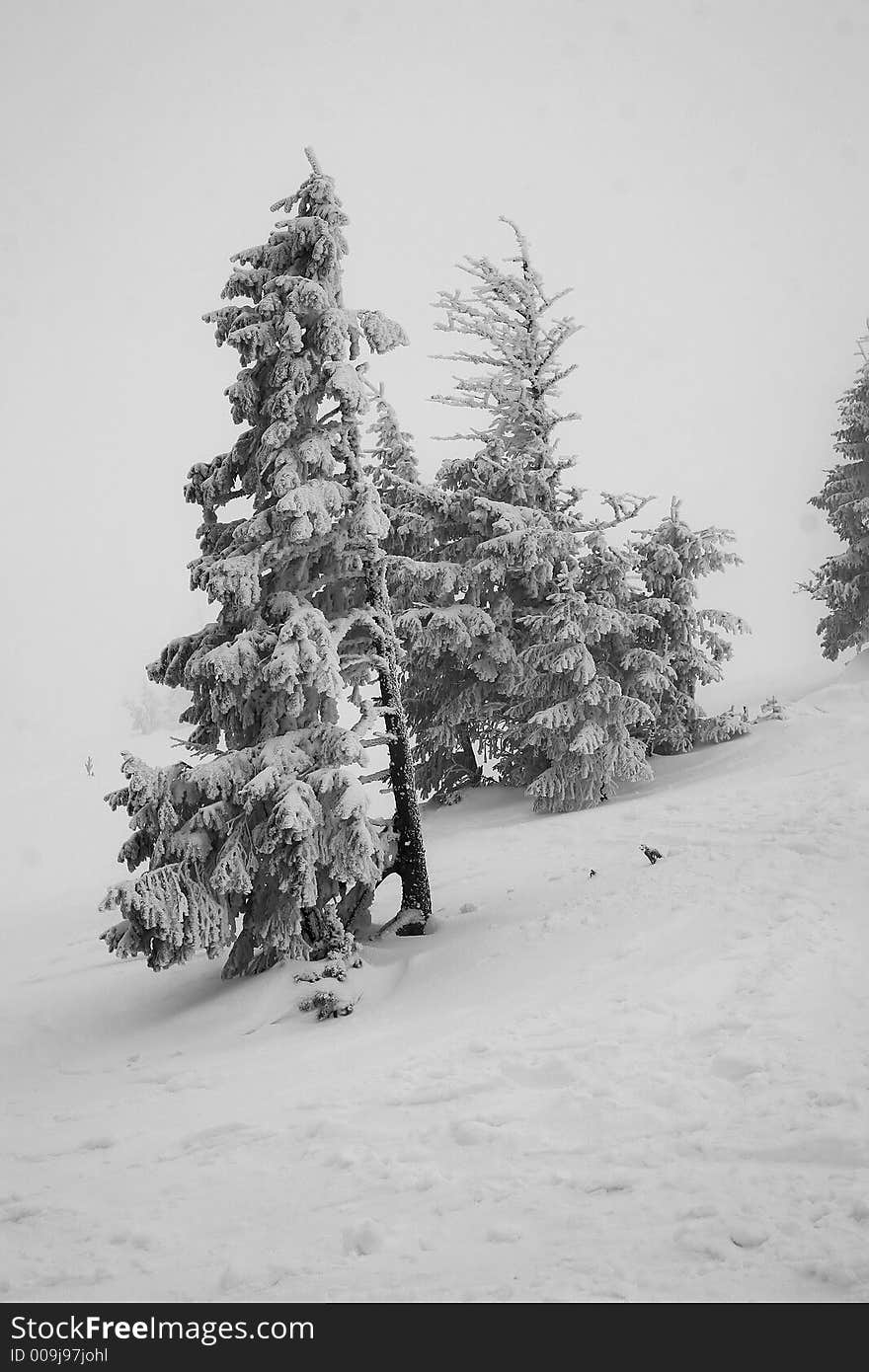 Ski, sky, slope, snow, spruce, tree, trees, white, winter