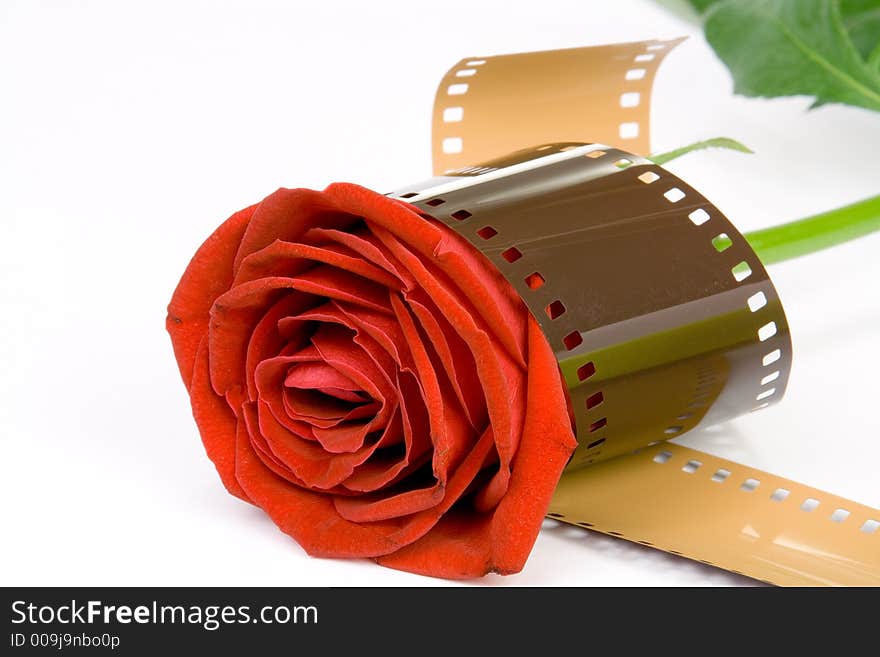 Gorgeous red Rose wrapped with film. ISOLATED. Gorgeous red Rose wrapped with film. ISOLATED