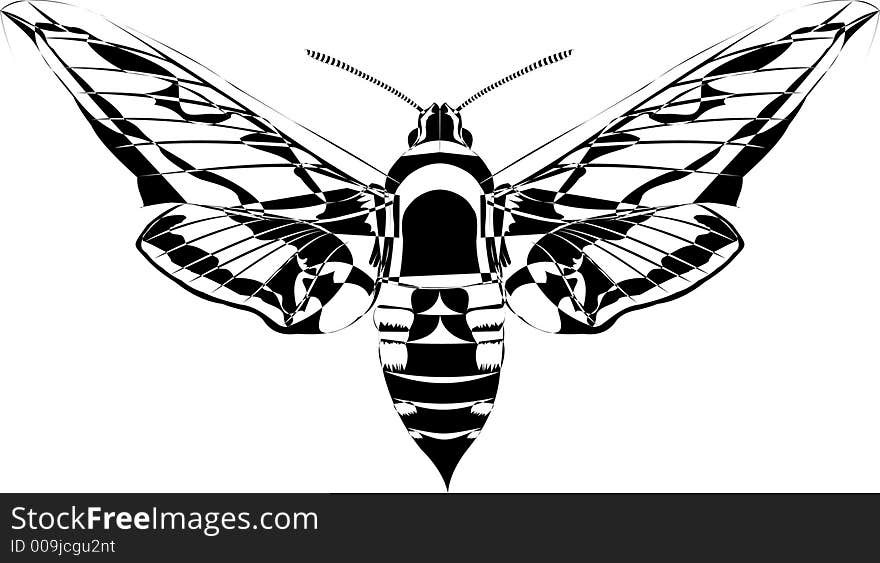 Black and white moth line drawing