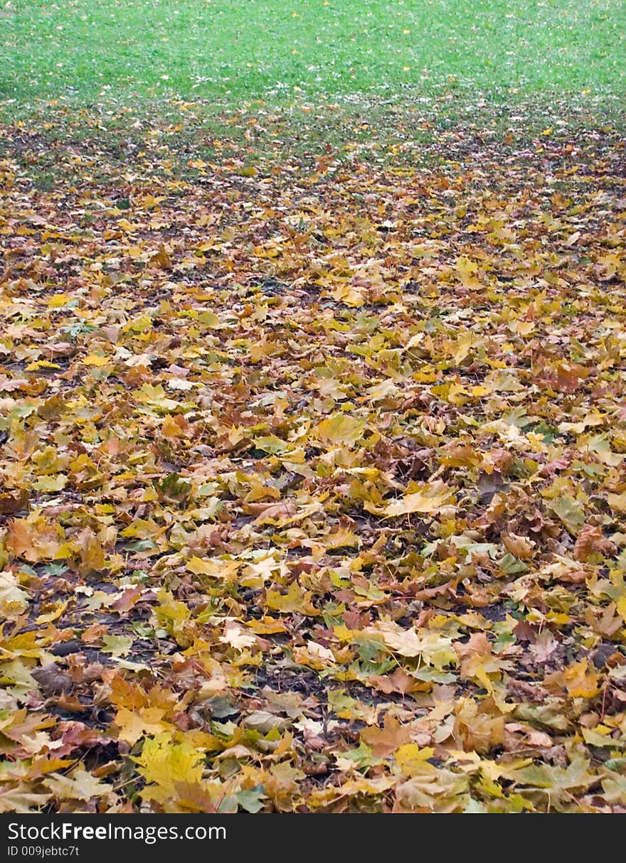 Ground surface of the autumnal park with yellow fall foliage on a forefront and green grass-plot behind (vertical). Ground surface of the autumnal park with yellow fall foliage on a forefront and green grass-plot behind (vertical)