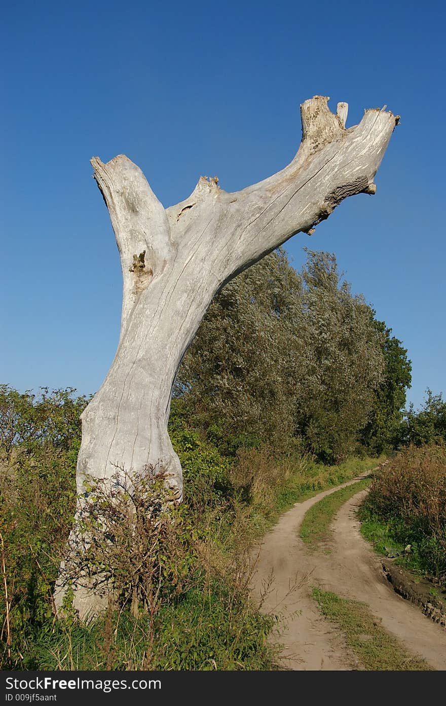 Dead bent tree, and dirt road