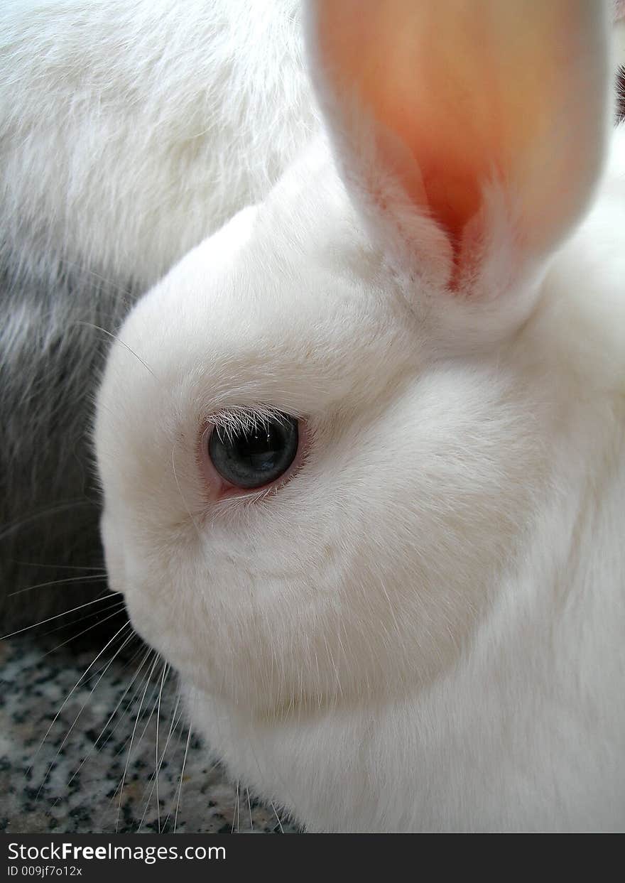 Big blue eye of my rabbit