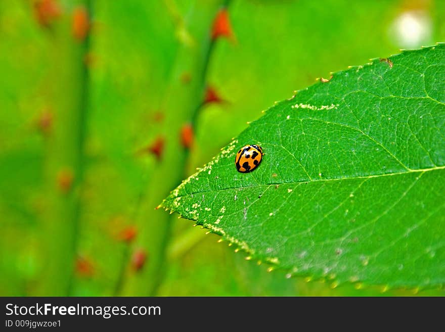 Orange ladybug on leaf