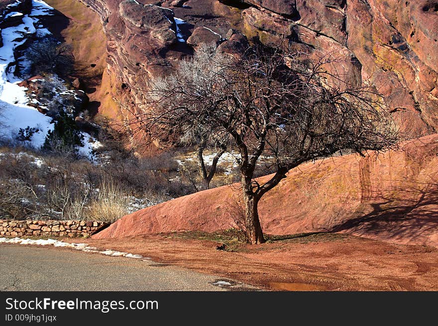 Tree with road in winter