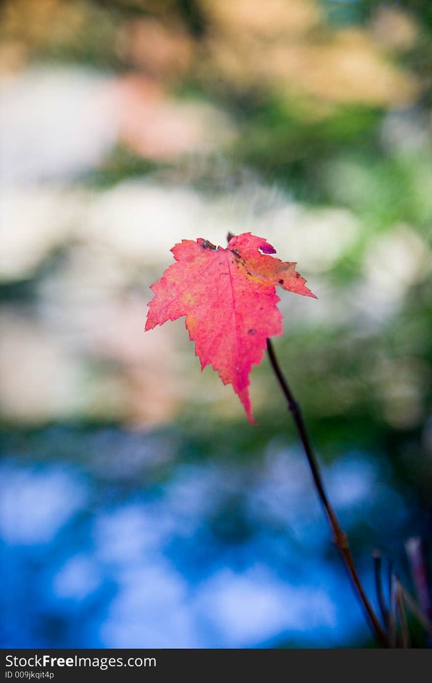 Foliage Water and Sky in Acadia National Park. Foliage Water and Sky in Acadia National Park