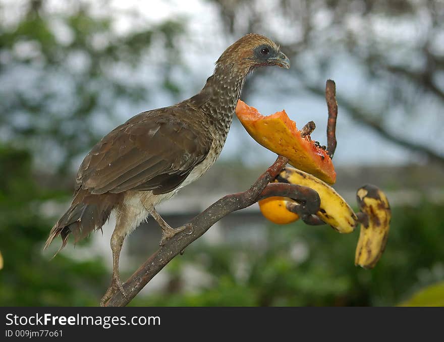 Bird feeding in Rio de Janeiro zoo