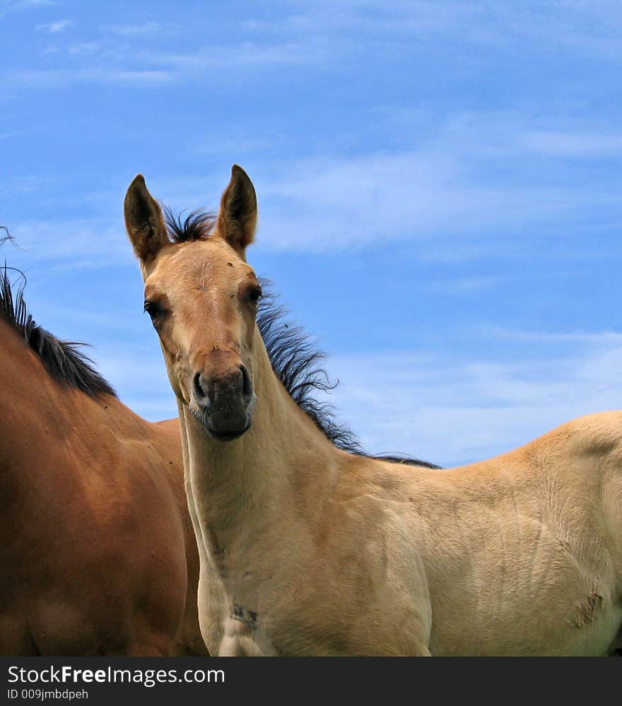 Young quarter horse foal against a blue sky. Young quarter horse foal against a blue sky