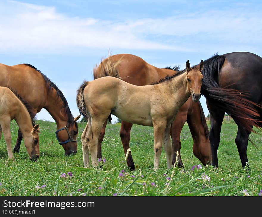 Gorgeous dun horse colt standing attentively while in the herd. Gorgeous dun horse colt standing attentively while in the herd