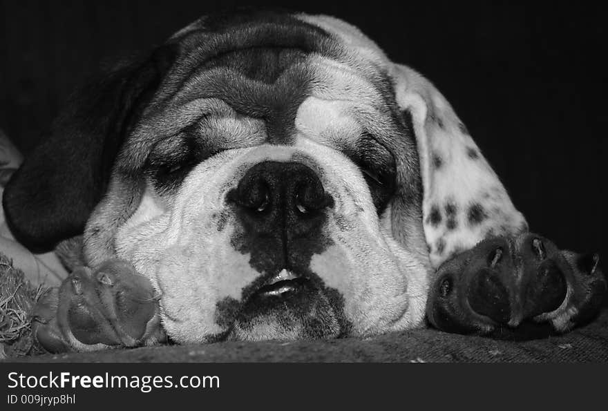 Bulldog Puppy taking a nap. Bulldog Puppy taking a nap