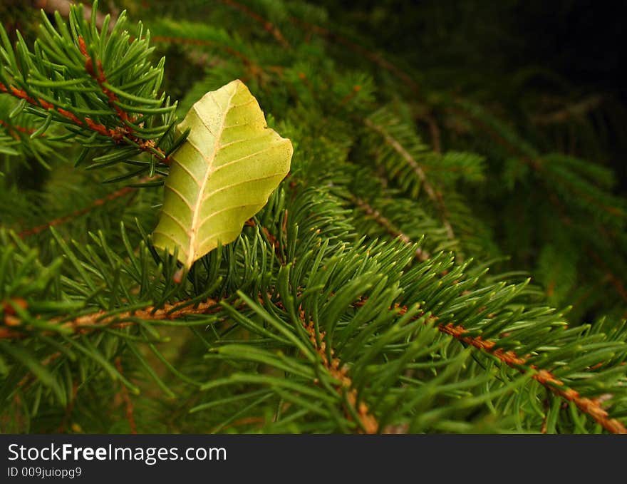 Beech leaf with fir tree branches in autumn. Beech leaf with fir tree branches in autumn