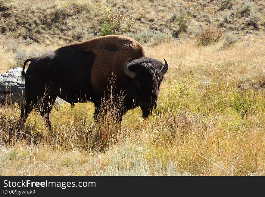 Buffalo in Yellowstone National Park. Buffalo in Yellowstone National Park