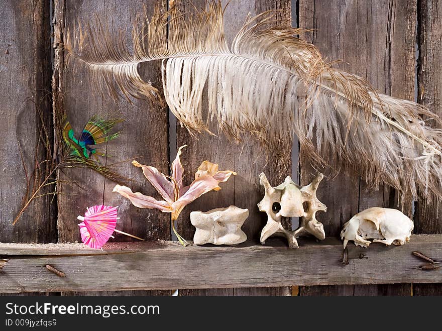 Still life composition with bones, skull, plant, feather etc. Still life composition with bones, skull, plant, feather etc