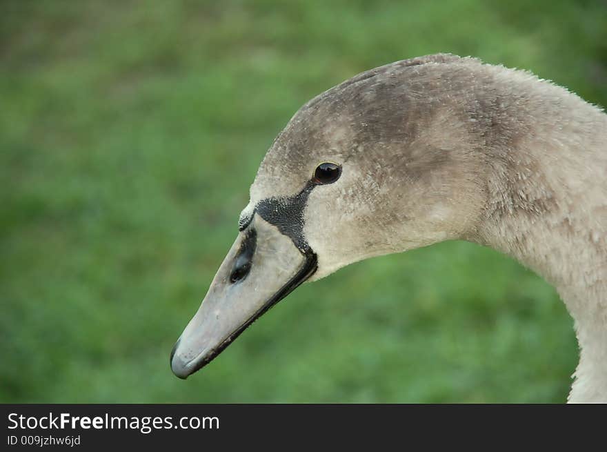 Close up of a wild swan intrigued by camera. Close up of a wild swan intrigued by camera