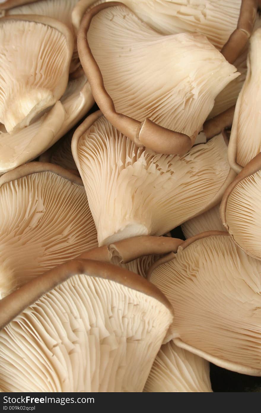 Macro of a bunch of mushrooms. Macro of a bunch of mushrooms