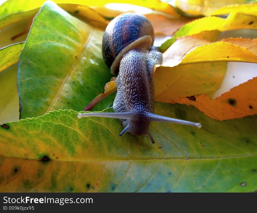 Snail: snail spiral house in green leaf. Snail: snail spiral house in green leaf