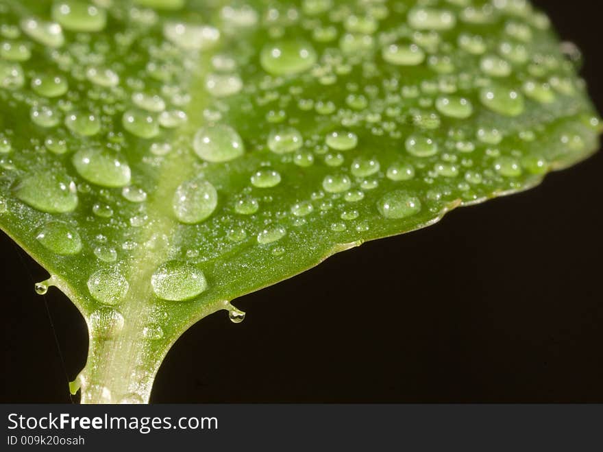 Waterdrops on green leaf over black. Waterdrops on green leaf over black