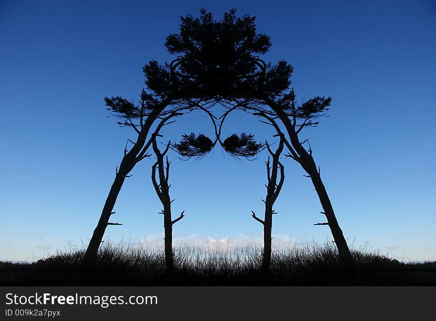 Mirrored Tree at Ft Worden