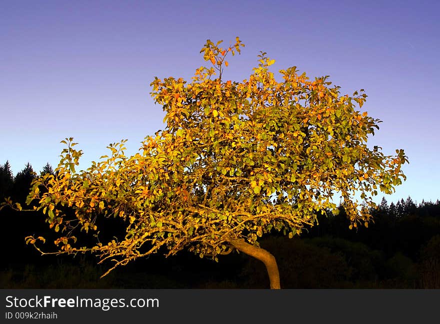 Lighted Tree