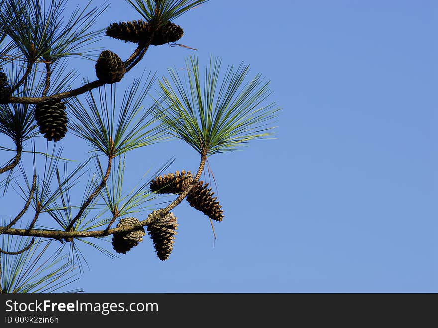 Closeup of pine needles and pine cones. Closeup of pine needles and pine cones