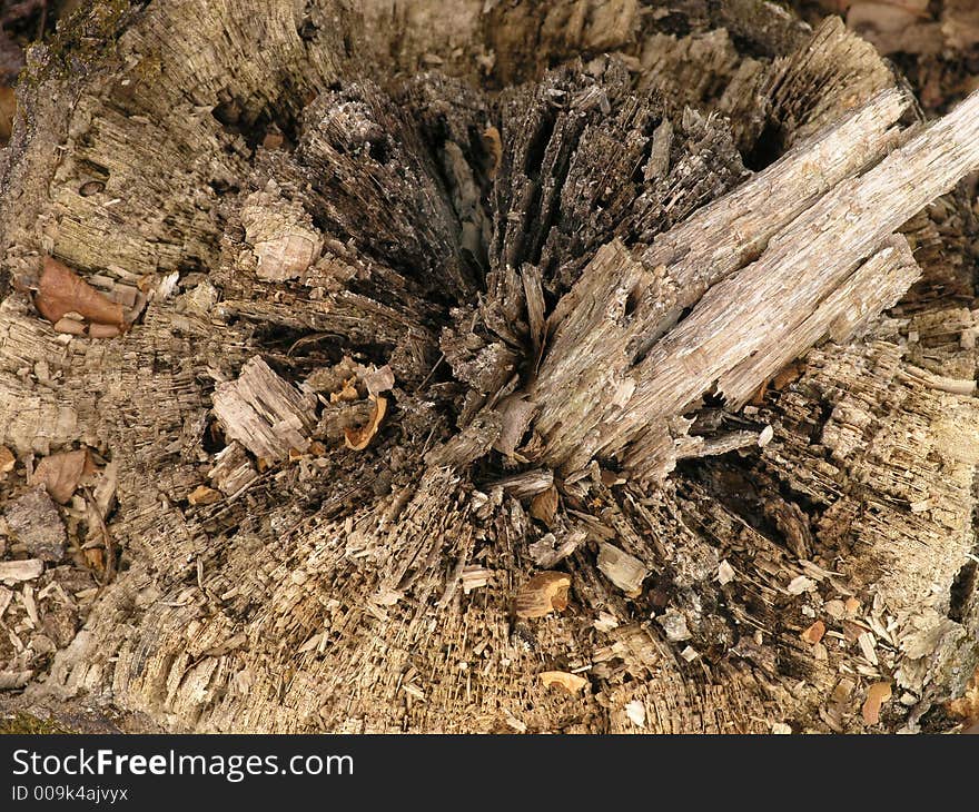 Jagged Tree Stump - Black Rock Mountain, North GA