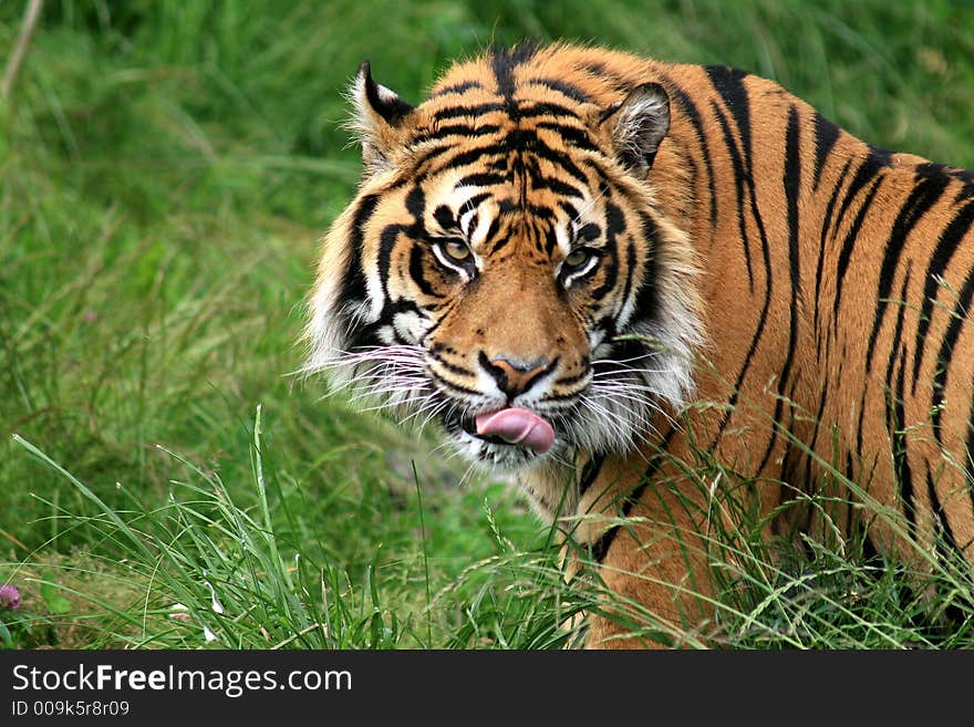 Sumatran Tiger