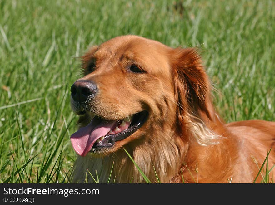 A golden retriever in a field